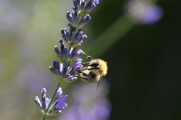 Honigbiene auf einer Lavendelblüte © Andrea