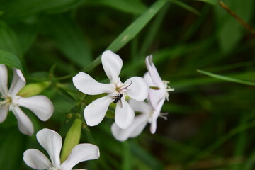 kleine wildbiene auf einer blüte vom seifenkraut