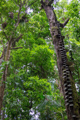 Fototapeta premium Bushwalking along the Mossman River in Mossman Gorge, Daintree National Park, Queensland, Australia