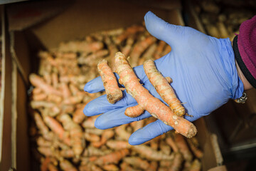 hand holding a turmeric bulb, Sa Teulera farm, Petra, Mallorca, Balearic Islands, Spain