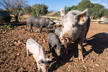 farm Sa Teulera, Manacor, Mallorca, Balearic Islands, Spain