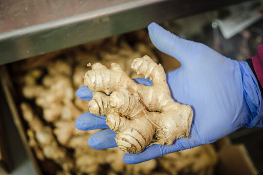 hand holding a ginger bulb, Zingiber officinale, Sa Teulera farm, Petra, Mallorca, Balearic Islands, Spain