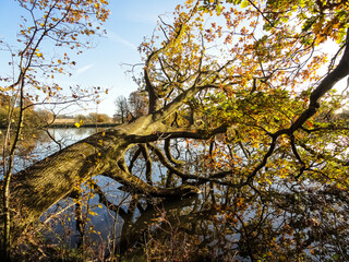 autumn in the park