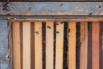 honeycomb, weekly market, Sineu, Mallorca, Balearic Islands, Spain