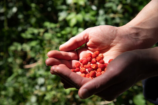 Man giving fresh picked wild strawberries. Summer vacation in nature childhood nostalgic happy memories. 