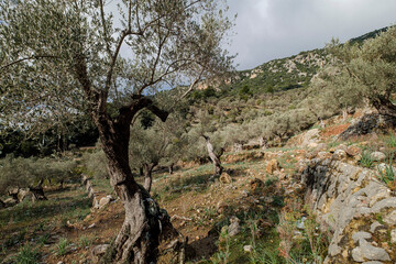 olive grove, Orient valley, Mallorca, Balearic Islands, Spain