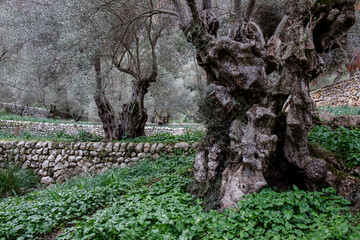 olive trees on the Biniforani farm, Bunyola, Mallorca, Balearic Islands, Spain