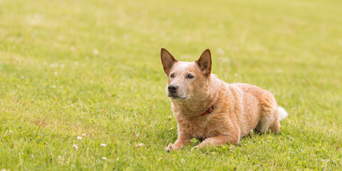 dynamic australian cattle dog in the meadow: observant, alert, and energetic