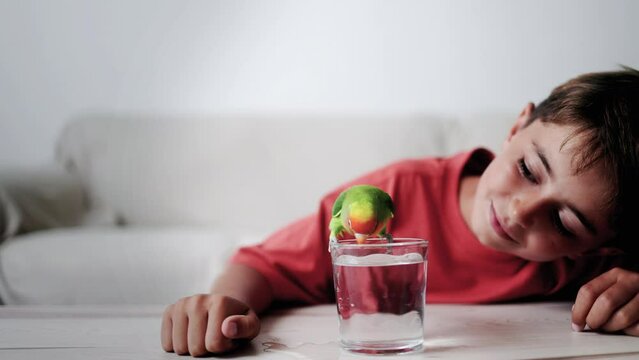 Kid playing with bird taking bath. Domestic animals and love relationship
