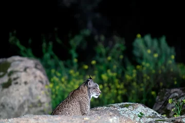 Fotobehang Lynx Iberian lynx in the Sierra de Andujar hunting at night, Spain.  © StockPhotoAstur