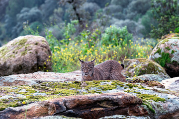 Iberian lynx in the Sierra de Andujar, Spain.