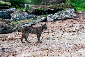 Young Iberian lynx in the Sierra de Andujar. Spain © StockPhotoAstur