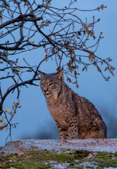 Iberian lynx in the Sierra de Andujar, Spain.