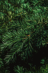 Branches of a fir tree