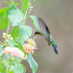 Obraz premium Garden Emerald (Chlorostilbon assimilis) drinking nectar in flight.