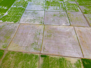 Patchwork of Flooded Rice Field Parcels in Bulacan, Philippines