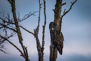 Great Grey Owl at Dawn at the Sax Zim Bog.