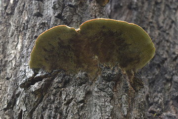 fungus in the bark of a tree that can cause a fungal disease that causes the decay of the wood in...