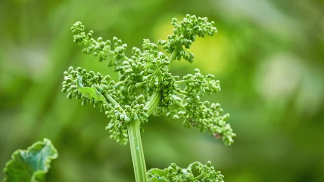 Rumex altissimus. Docks and sorrels, genus Rumex, are genus of about 200 species of annual, biennial, and perennial herbs in buckwheat family, Polygonaceae.