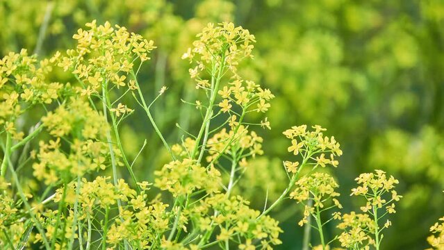 Bunias orientalis, Turkish wartycabbage, warty-cabbage, hill mustard, or Turkish rocket, is edible wild plant species in genus Bunias. It is classified as invasive neophyte in most of Middle Europe.