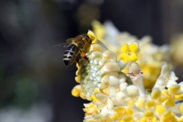 Biene auf einem Japanischen Papierbusch