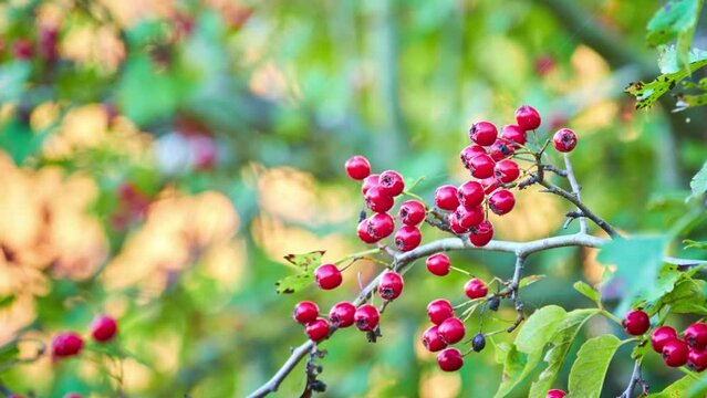 Crataegus monogyna, known as common hawthorn, one-seed hawthorn, or single-seeded hawthorn, is flowering plant in rose family Rosaceae. It is native to Europe, northwestern Africa, and West Asia.