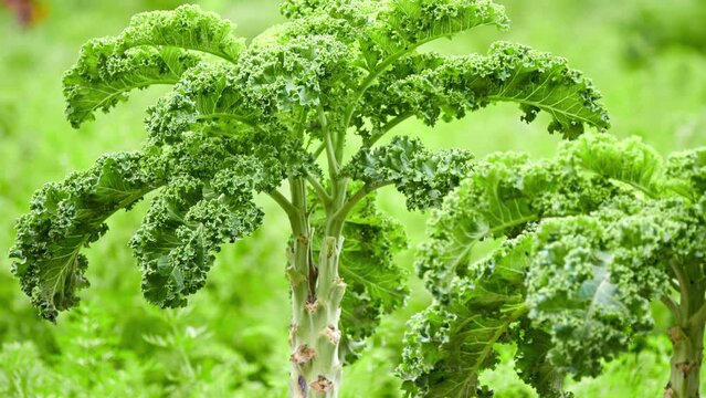 Kale or leaf cabbage, belongs to group of cabbage (Brassica oleracea) cultivars grown for their edible leaves, although some are used as ornamentals. Kale plants have green or purple leaves