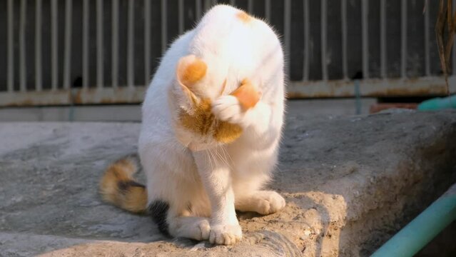 Beautiful domestic cat licking its paw and clean itself, close up. Nature background.