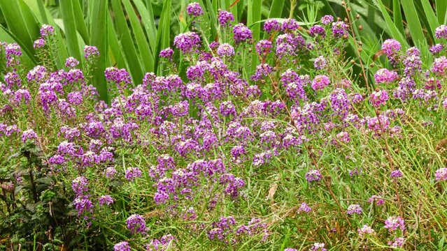 Lobularia maritima (Alyssum maritimum) is low-growing flowering plant in family Brassicaceae. It is sweet alyssum or sweet alison, also commonly referred to as just alyssum.