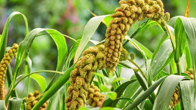 Foxtail millet, scientific name Setaria italica (Panicum italicum), is grass grown for human food. It is bristle-grass, dwarf or giant setaria, green foxtail, Italian, German or Hungarian millet