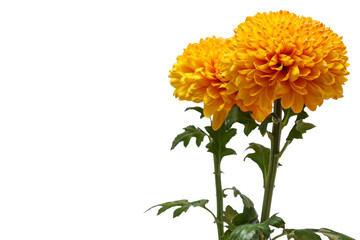 オレンジ色の二輪の菊