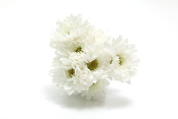Obraz na płótnie Canvas 白バックの菊の花束
