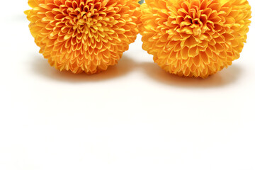 オレンジ色の二輪の菊