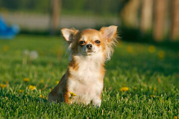  Chihuahua dog sitting in the grass outdoors