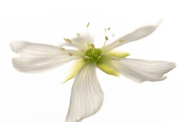 Beautiful tropical white flower on white isolated background. Extreme close image of inside white...