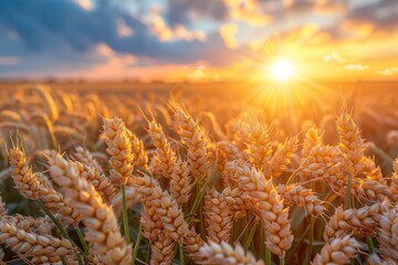 The sun setting over a golden wheat field, creating a picturesque scene with warm colors and a peaceful ambiance