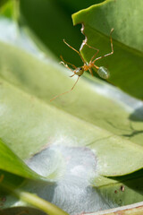 A close-up of a Green Ant in tropical Queensland: With its vibrant green hue and intricate details, this native ant species thrives amidst the lush vegetation of Queensland's tropical landscape