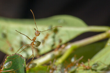 A close-up of a Green Ant in tropical Queensland: With its vibrant green hue and intricate details, this native ant species thrives amidst the lush vegetation of Queensland's tropical landscape