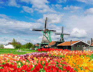 traditional Dutch rural scene with windmills of Zaanse Schans at spring with tulips lane, Netherlands
