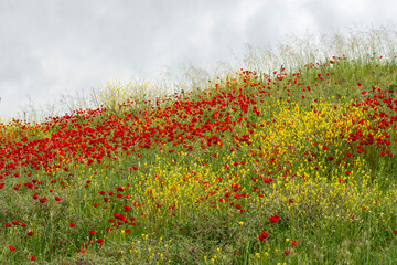 field of poppies