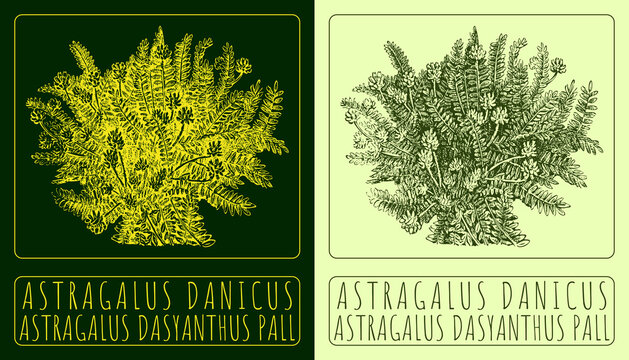 Drawing ASTRAGALUS DANICUS. Hand drawn illustration. The Latin name is ASTRAGALUS DASYANTHUS PALL.