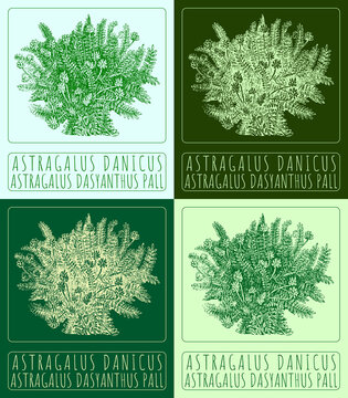 Set of drawing ASTRAGALUS DANICUS in various colors. Hand drawn illustration. The Latin name is ASTRAGALUS DASYANTHUS PALL.