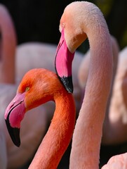 portrait of a group of pink flamingos
