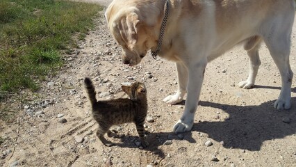 Opieka psa małym kotkiem