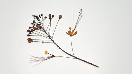 Pressed and dried yellow flower of Caesalpinia pulcherrima flowers isolated and artistic composition. Common names are: peacock flower, Mexican bird of paradise, dwarf poinciana, pride of Barbados.