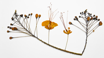 Pressed and dried yellow flower of Caesalpinia pulcherrima flowers isolated and artistic composition. Common names are: peacock flower, Mexican bird of paradise, dwarf poinciana, pride of Barbados.