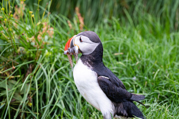 Papageitaucher / Puffin mit Fischen