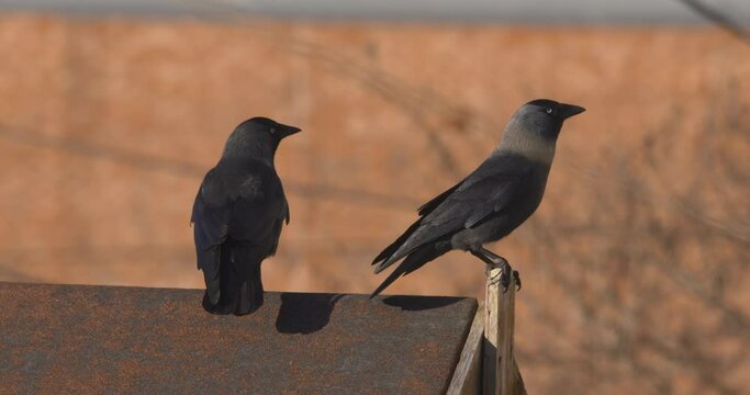 Crow Jackdaw black birds perched on garden shed roof looking around Coloeus monedula