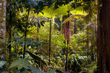 Far North Queensland's lush rainforest offers tranquility amidst diverse flora and fauna,...