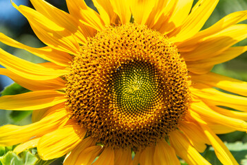 Obraz premium Close up of sunflower.